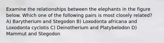 Examine the relationships between the elephants in the figure below. Which one of the following pairs is most closely related? A) Barytherium and Stegodon B) Loxodonta africana and Loxodonta cyclotis C) Deinotherium and Platybelodon D) Mammut and Stegodon