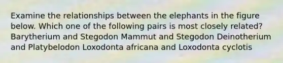 Examine the relationships between the elephants in the figure below. Which one of the following pairs is most closely related? Barytherium and Stegodon Mammut and Stegodon Deinotherium and Platybelodon Loxodonta africana and Loxodonta cyclotis