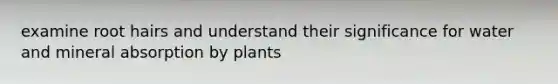 examine root hairs and understand their significance for water and mineral absorption by plants