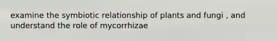 examine the symbiotic relationship of plants and fungi , and understand the role of mycorrhizae