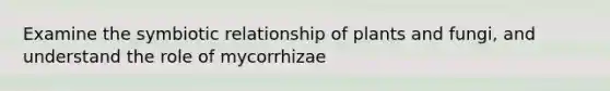 Examine the symbiotic relationship of plants and fungi, and understand the role of mycorrhizae