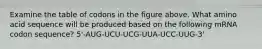 Examine the table of codons in the figure above. What amino acid sequence will be produced based on the following mRNA codon sequence? 5'-AUG-UCU-UCG-UUA-UCC-UUG-3'