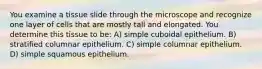 You examine a tissue slide through the microscope and recognize one layer of cells that are mostly tall and elongated. You determine this tissue to be: A) simple cuboidal epithelium. B) stratified columnar epithelium. C) simple columnar epithelium. D) simple squamous epithelium.