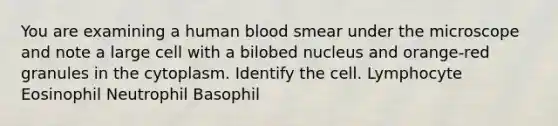 You are examining a human blood smear under the microscope and note a large cell with a bilobed nucleus and orange-red granules in the cytoplasm. Identify the cell. Lymphocyte Eosinophil Neutrophil Basophil