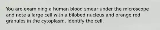 You are examining a human blood smear under the microscope and note a large cell with a bilobed nucleus and orange red granules in the cytoplasm. Identify the cell.