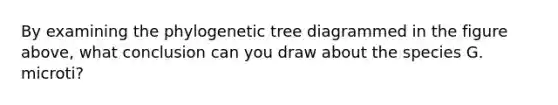 By examining the phylogenetic tree diagrammed in the figure above, what conclusion can you draw about the species G. microti?