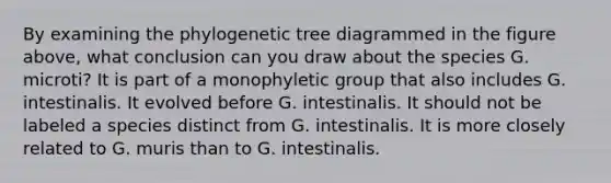 By examining the phylogenetic tree diagrammed in the figure above, what conclusion can you draw about the species G. microti? It is part of a monophyletic group that also includes G. intestinalis. It evolved before G. intestinalis. It should not be labeled a species distinct from G. intestinalis. It is more closely related to G. muris than to G. intestinalis.