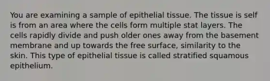 You are examining a sample of epithelial tissue. The tissue is self is from an area where the cells form multiple stat layers. The cells rapidly divide and push older ones away from the basement membrane and up towards the free surface, similarity to the skin. This type of epithelial tissue is called stratified squamous epithelium.