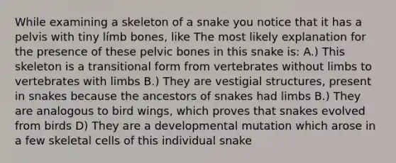 While examining a skeleton of a snake you notice that it has a pelvis with tiny límb bones, like The most likely explanation for the presence of these pelvic bones in this snake is: A.) This skeleton is a transitional form from vertebrates without limbs to vertebrates with limbs B.) They are vestigial structures, present in snakes because the ancestors of snakes had limbs B.) They are analogous to bird wings, which proves that snakes evolved from birds D) They are a developmental mutation which arose in a few skeletal cells of this individual snake