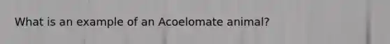 What is an example of an Acoelomate animal?