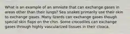 What is an example of an amniote that can exchange gases in areas other than their lungs? Sea snakes primarily use their skin to exchange gases. Many lizards can exchange gases though special skin flaps on the chin. Some crocodiles can exchange gases through highly vascularized tissues in their cloaca.