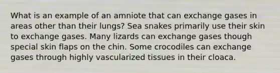 What is an example of an amniote that can exchange gases in areas other than their lungs? Sea snakes primarily use their skin to exchange gases. Many lizards can exchange gases though special skin flaps on the chin. Some crocodiles can exchange gases through highly vascularized tissues in their cloaca.