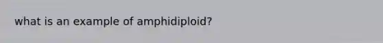 what is an example of amphidiploid?