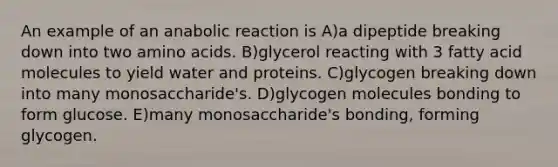 An example of an anabolic reaction is A)a dipeptide breaking down into two amino acids. B)glycerol reacting with 3 fatty acid molecules to yield water and proteins. C)glycogen breaking down into many monosaccharide's. D)glycogen molecules bonding to form glucose. E)many monosaccharide's bonding, forming glycogen.