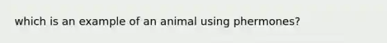 which is an example of an animal using phermones?