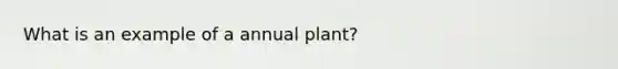 What is an example of a annual plant?