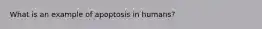 What is an example of apoptosis in humans?