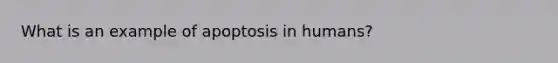 What is an example of apoptosis in humans?