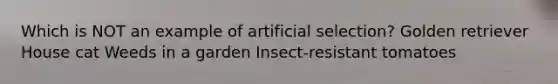 Which is NOT an example of artificial selection? Golden retriever House cat Weeds in a garden Insect-resistant tomatoes