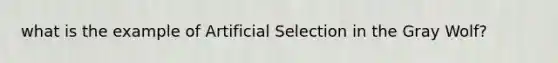 what is the example of Artificial Selection in the Gray Wolf?