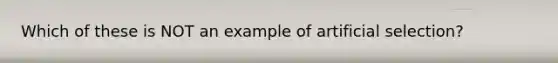 Which of these is NOT an example of artificial selection?