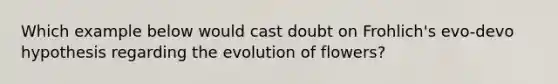 Which example below would cast doubt on Frohlich's evo-devo hypothesis regarding the evolution of flowers?