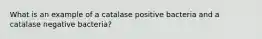 What is an example of a catalase positive bacteria and a catalase negative bacteria?