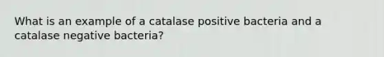 What is an example of a catalase positive bacteria and a catalase negative bacteria?