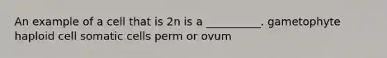 An example of a cell that is 2n is a __________. gametophyte haploid cell somatic cells perm or ovum