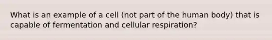 What is an example of a cell (not part of the human body) that is capable of fermentation and cellular respiration?