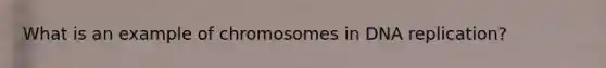 What is an example of chromosomes in DNA replication?