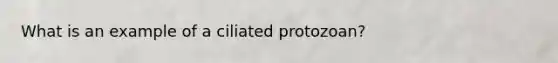 What is an example of a ciliated protozoan?