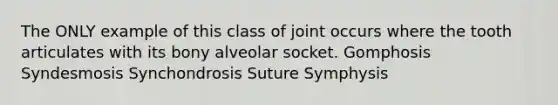 The ONLY example of this class of joint occurs where the tooth articulates with its bony alveolar socket. Gomphosis Syndesmosis Synchondrosis Suture Symphysis