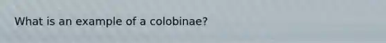 What is an example of a colobinae?