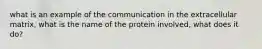 what is an example of the communication in the extracellular matrix, what is the name of the protein involved, what does it do?