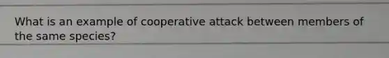 What is an example of cooperative attack between members of the same species?