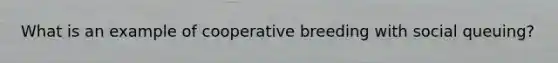 What is an example of cooperative breeding with social queuing?