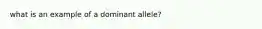 what is an example of a dominant allele?