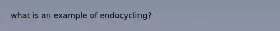 what is an example of endocycling?