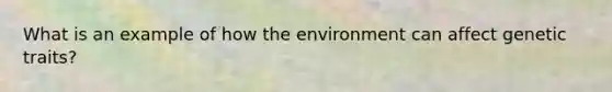 What is an example of how the environment can affect genetic traits?