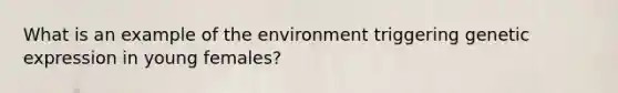 What is an example of the environment triggering genetic expression in young females?