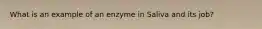 What is an example of an enzyme in Saliva and its job?