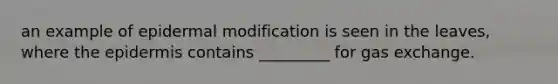 an example of epidermal modification is seen in the leaves, where <a href='https://www.questionai.com/knowledge/kBFgQMpq6s-the-epidermis' class='anchor-knowledge'>the epidermis</a> contains _________ for <a href='https://www.questionai.com/knowledge/kU8LNOksTA-gas-exchange' class='anchor-knowledge'>gas exchange</a>.