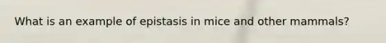 What is an example of epistasis in mice and other mammals?