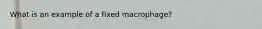 What is an example of a fixed macrophage?