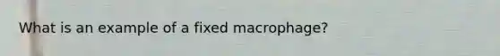 What is an example of a fixed macrophage?