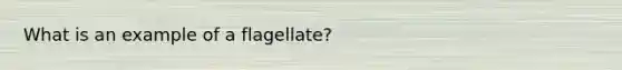 What is an example of a flagellate?