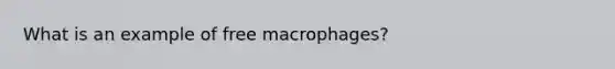 What is an example of free macrophages?