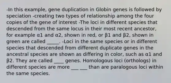 -In this example, gene duplication in Globin genes is followed by speciation -creating two types of relationship among the four copies of the gene of interest -The loci in different species that descended from the same locus in their most recent ancestor, for example α1 and α2, shown in red, or β1 and β2, shown in green are called _____. -Loci in the same species or in different species that descended from different duplicate genes in the ancestral species are shown as differing in color, such as α1 and β2. They are called ____ genes. Homologous loci (orthologs) in different species are more ___ ___ than are paralogous loci within the same species.