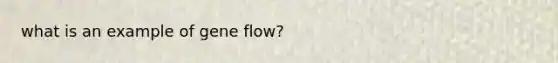 what is an example of gene flow?